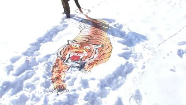 高手！东北大叔雪地画老虎吓野猪，为何会遭到网友的调侃？