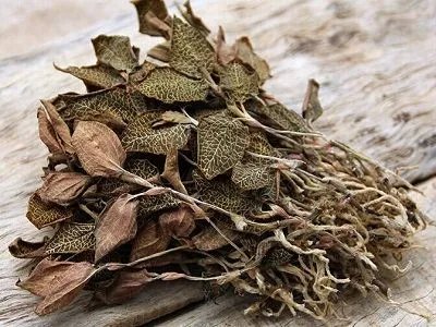 金线莲适合什么人吃 哪些人不能吃金线莲