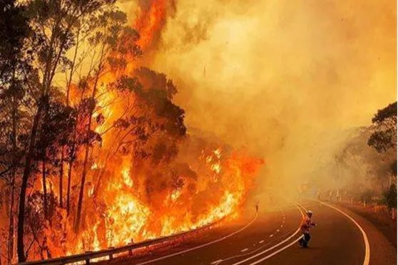 澳大利亚大火致其国宝考拉死亡2万多，为何人们无法及时救助国宝？