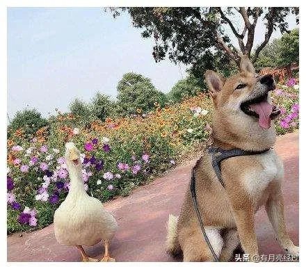 如何评价王珞丹微博挂寻鸭启事?