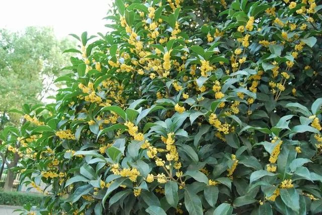 新都为什么叫香城？