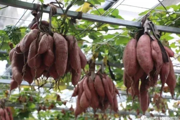 一退休专家牵牛花嫁接种出空中红薯，这是怎么做到的？