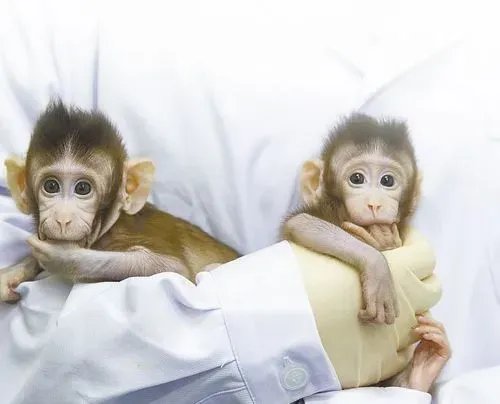实验猴一只16万元，药企疯狂囤猴，猴子的价格为何这么贵？