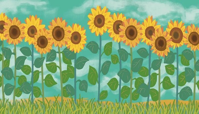 葵花籽其实是向日葵的什么果实