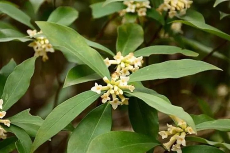 强盗药三百棒图片