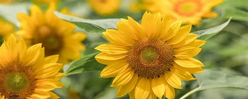 葵花籽其实是向日葵的什么果实