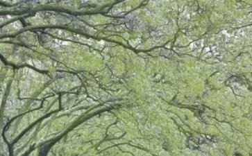 春风伴我行作文