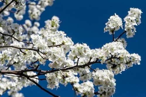 上联:短歌谁和，风动梨花朵。下联怎么对？