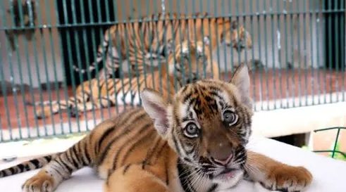 广州动物园成功繁殖的华南虎状态如何?
