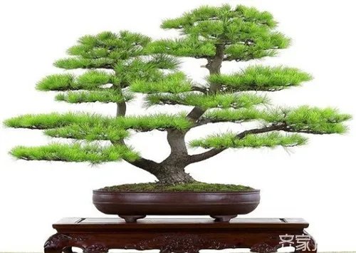 室内花卉盆景图片及名称大全