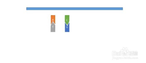 如何用ppt画出简单的DNA分子双链模型——基础篇