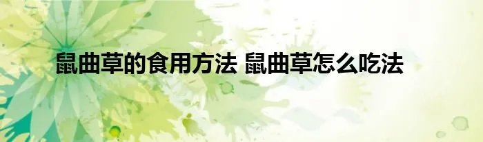 鼠曲草的食用方法 鼠曲草怎么吃法