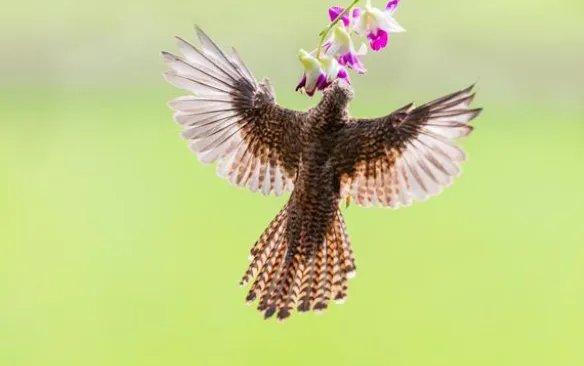 赞美四月的诗句