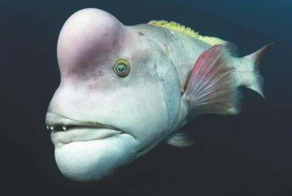 世界上最丑的十种鱼 尖牙鱼上榜,第九性情凶猛