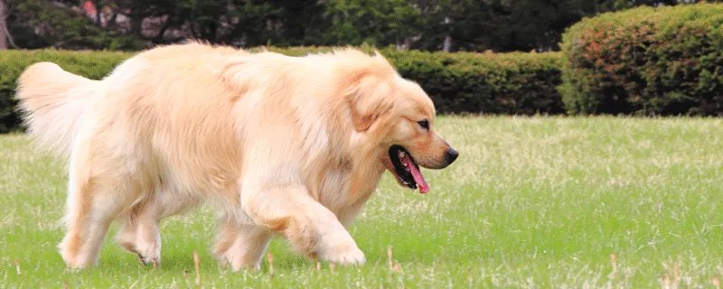 属狗2020年运势 2020年属狗全年运势