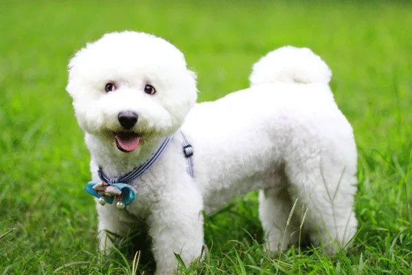 属狗2020年运势 2020年属狗全年运势