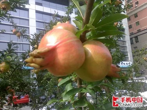 晶莹剔透爱不释手 OPPO音乐手机A109评测