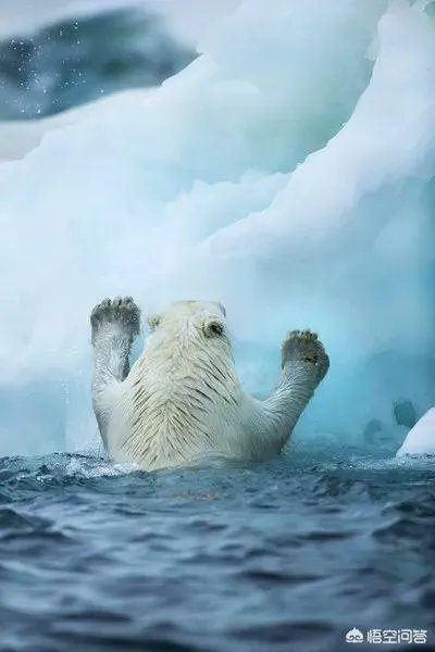 近来北极圈罕见32℃高温，高温成因是什么？北极熊受此影响会走向灭绝吗？