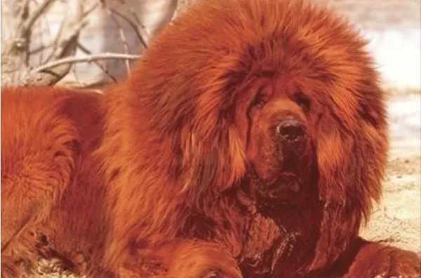 藏獒一生只认一个主人，其原因真的是因为他忠心耿耿吗？