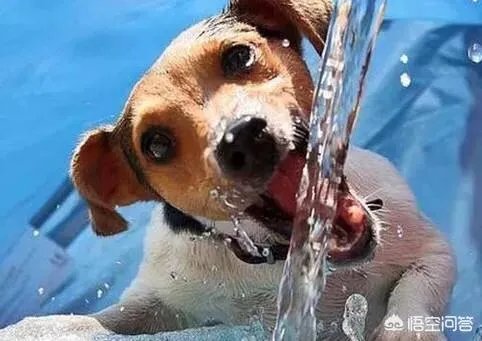 狗狗夏天能吃冰的吗?