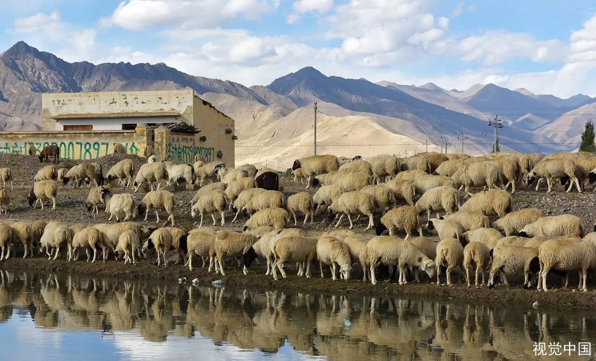 蒙古国计划9月移交3万只羊