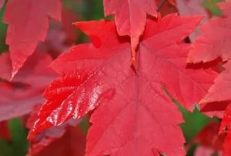 红枫什么时候种植最好？美国红枫栽培技术是什么？