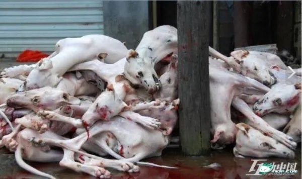 玉林荔枝狗肉节的玉林杀戮事件