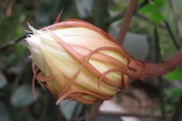 居民家中昙花4个月开了3次,这是什么原因?