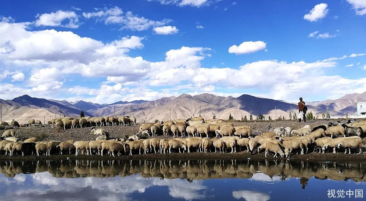 蒙古国计划9月移交3万只羊