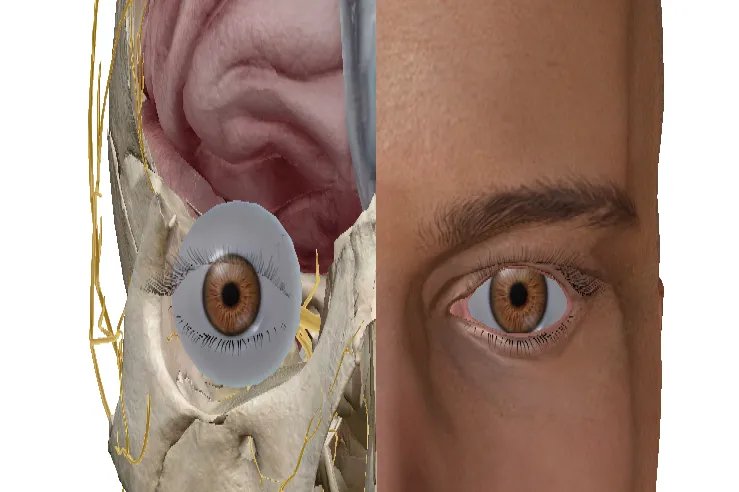 整个头部位置名称图解