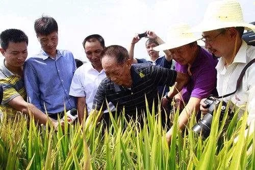 袁隆平宣布的重大成果是什么？