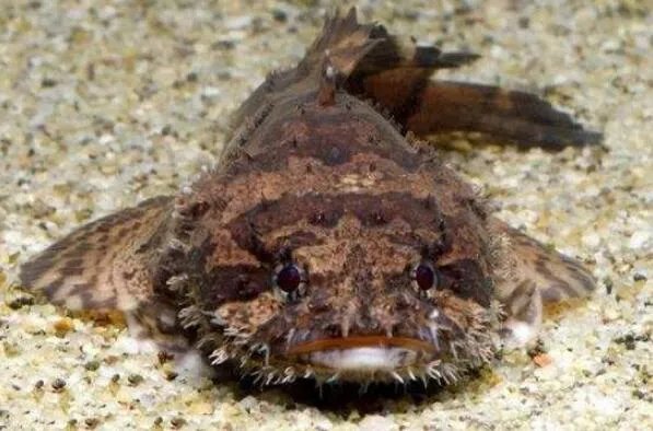 世界上最丑的十种鱼 尖牙鱼上榜,第九性情凶猛