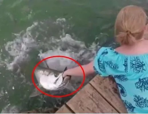 女子在河边喂鱼 下一幕让她傻眼（图）