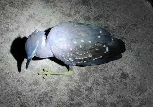 “世界上最神秘的鸟”现身广东连山，它到底有多神秘？