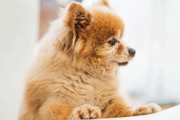 属狗2020年运势 2020年属狗全年运势