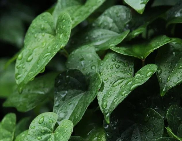 2020梅雨季节什么时候结束