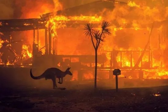 澳大利亚大火致其国宝考拉死亡2万多，为何人们无法及时救助国宝？