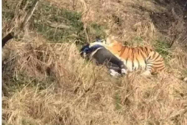 宁波雅戈尔动物园老虎咬人事件是怎么回事？