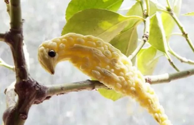 大爷用蔬菜制作出动物世界 完美诠释艺术来源于生活