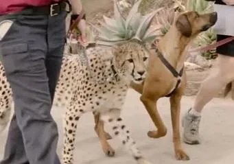 遛豹子为什么会吓坏邻居？