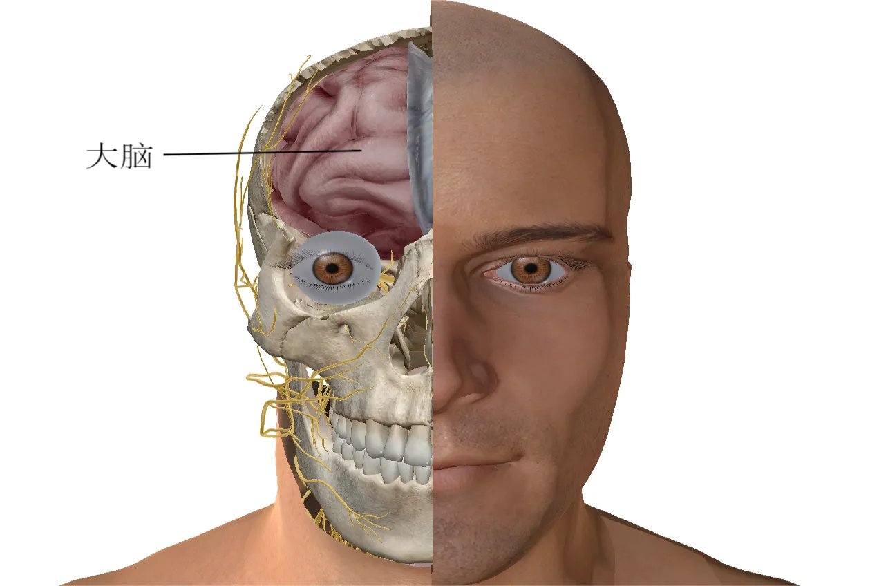 整个头部位置名称图解