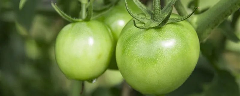 没成熟的青西红柿能吃吗 没成熟的青西红柿能吃吗有害吗