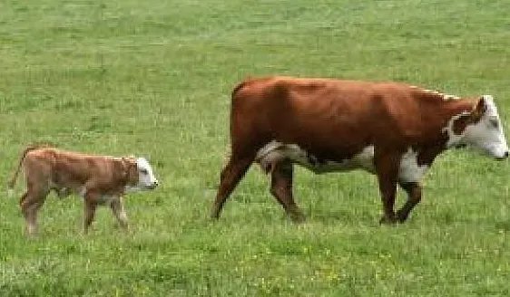 哪个国家母牛追车护送小牛？