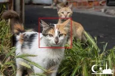 佳能g1x3深度评测(佳能G1 X III性能全解析)