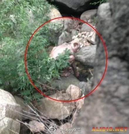 北京怀柔惊现怪兽 真相不日曝光 原来竟然是...