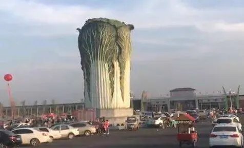 最大白菜现身邯郸 简直太惊艳了!