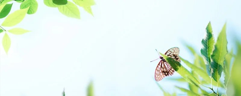 雅蠛蝶是什么意思 雅蠛蝶是什么意思你知道吗