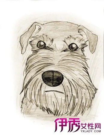 卡通雪纳瑞图片鉴赏