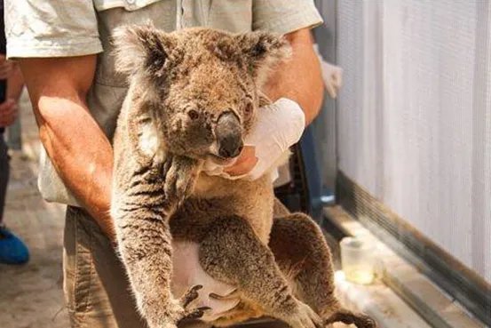 澳大利亚大火致其国宝考拉死亡2万多，为何人们无法及时救助国宝？