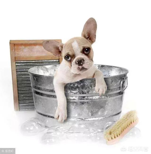 狗狗夏天能吃冰的吗?